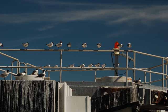 Laughing gulls, Galveston-Bolivar ferry